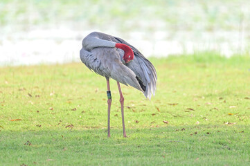 Eastern Sarus Crane, Antigone antigone sharpii in sarus crane reintroduction project Thailand.