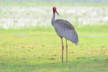 Obraz premium Eastern Sarus Crane, Antigone antigone sharpii in sarus crane reintroduction project Thailand.