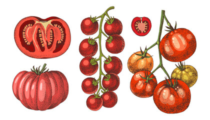Tomatoes of different sorts vector