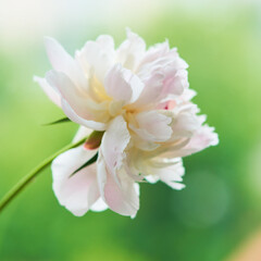 peony flower stands in a vase on a white background