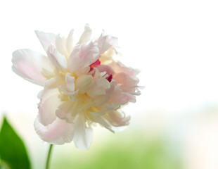 peony flower stands in a vase on a white background