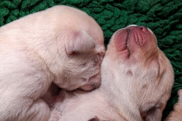 Sleeping together! Two pups are snuggled up sleeping next to each other.