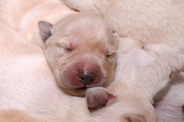 Obraz premium That little head of a Labrador puppy.