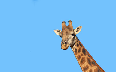 Giraffe, wildlife and blue sky in Africa for nature, landscape or bush with plants, field and environment. Indigenous animal, outdoor and calf in tropical summer location for Serengeti National Park