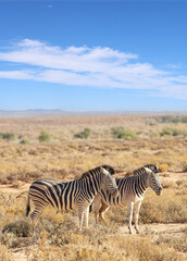 Zebra, wildlife and safari with blue sky in natural habitat or savannah with black and white stripes in nature. Outdoor animals, stallions or mares together on field, grass or open land in wilderness