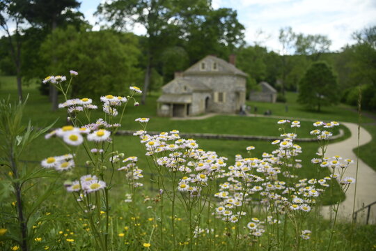 Asters at Washington's Headquarters also known as the Isaac Potts House, 
Valley Forge National Historical Park, Pennsylvania