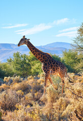 Giraffe, wildlife and vegetation in Africa for nature, landscape or bush with plants, field and environment. Indigenous animal, outdoor and grass with tropical or blue sky for Serengeti National Park