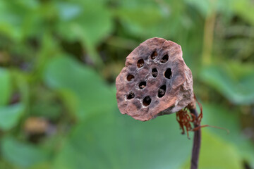 シャワーヘッドの様に見える、ハスの花托
