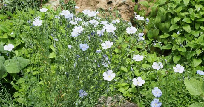 (Linum perenne) Perennial flax or Blue flax 'Nanum Saphir' Grey-green needle-shaped leaves on thin stems contrasting with the light blue of the flowers and nodding buds as ornamental plant