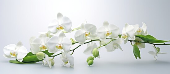 Fototapeta premium A beautiful card featuring an exquisite orchid with plenty of white copy space image