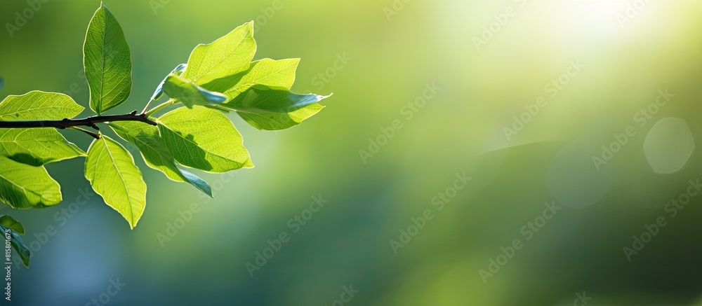Poster A close up of a fresh green leaf and a natural branch of a tree in a garden during the summer The image features a sunny backdrop with bokeh effects providing ample space for adding text