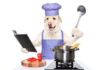 Labrador in a chef's costume prepares spaghetti with a ladle and a cook book in his hands isolated on a white background