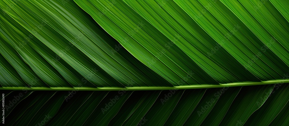 Poster design backdrop with a large vibrant leaf from a green palm tree providing a spacious area for copyi