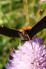 A beautiful butterfly sits on a branch and sucks nectar