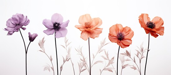 A copy space image featuring three isolated flowers in hues of purple red and orange standing out against a white background