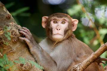 Cute little monkey sits on tree trunk in public indian park against green plants backdrop and looks...