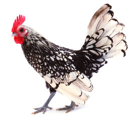 chickens