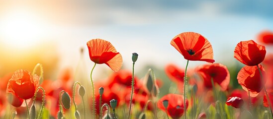 Fototapeta premium The red poppy flowers create a beautiful nature scenery in the summer afternoon showcasing a picture perfect image with plenty of copy space