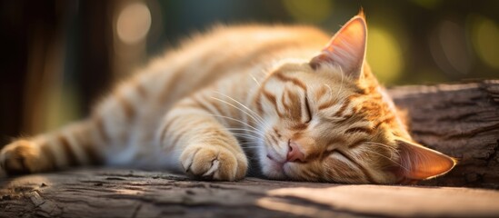A lovely feline peacefully dozing on the ground captured from a high viewpoint in a copy space image