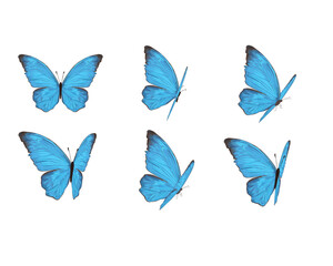 set of butterflies isolated blue morpho tawny monarch butterflies