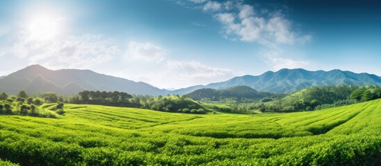 A scenic view of a tea field with beautiful natural scenery. Copyspace image