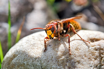 Hornisse ( Vespa crabro ).