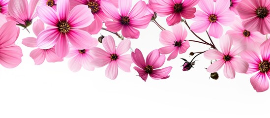 A stunning image showcasing pink flowers on a pure white backdrop with plenty of copy space