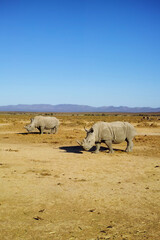 Wildlife, rhino and walking in safari nature, savannah and natural habitat with blue sky....