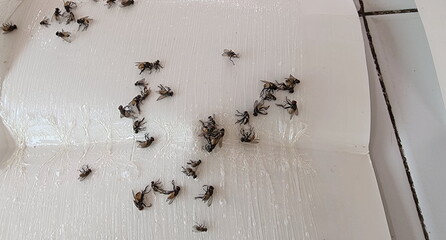 Fly Glue Trap with many flies stuck on a very sticky surface. Flies is the Diptera family....