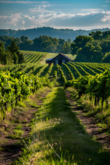 Serenity Defined: A Peaceful Day in the Scenic West Virginia Vineyards