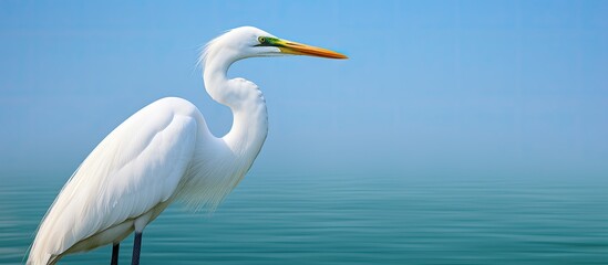 A profile view of a Great White Egret with its neck face and beak bill visible set against a serene blue lake in the background providing ample copy space for an image