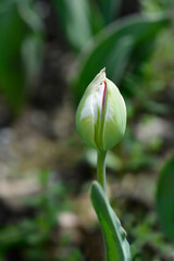 Tulip Carnaval de Nice flower bud
