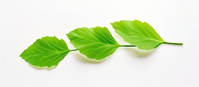 A vibrant green leaf of Phyllodium longipes sits on a white background with ample room for text or other elements in the image