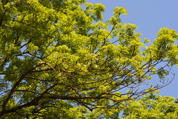Common ash branches with green leaves