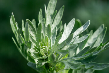 Close-up of wormwood  (Artemisia absinthium) leaves