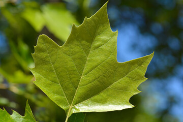 London plane leaf