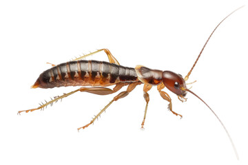 Witnessing the Graceful Movement of the Earwig On Transparent Background.