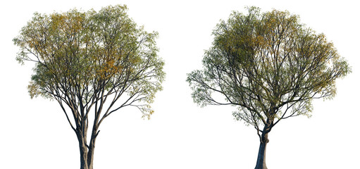 Autumn Salix caroliniana frontal set of large trees isolated png on a transparent background premium cutout (Carolina, Coastal Plain, Swamp Willow) © Roman