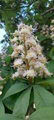 Branch chestnut closeup. White chestnut flowers photographed against the background of lush green leaves. 