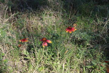 wild flowers in grass