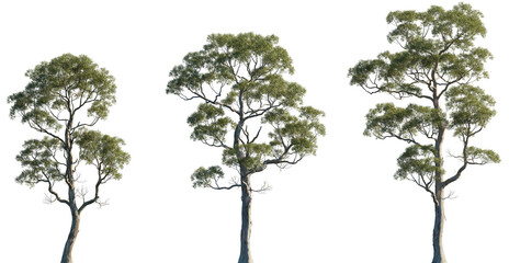 Eucalyptus amygdalina (black peppermint) flowering tree frontal set trees isolated png in sunny daylight on a transparent background premium cutout