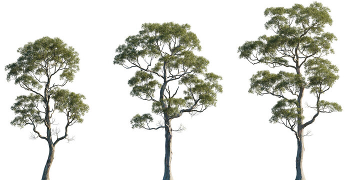 Eucalyptus amygdalina (black peppermint) flowering tree frontal set trees isolated png in sunny daylight on a transparent background premium cutout