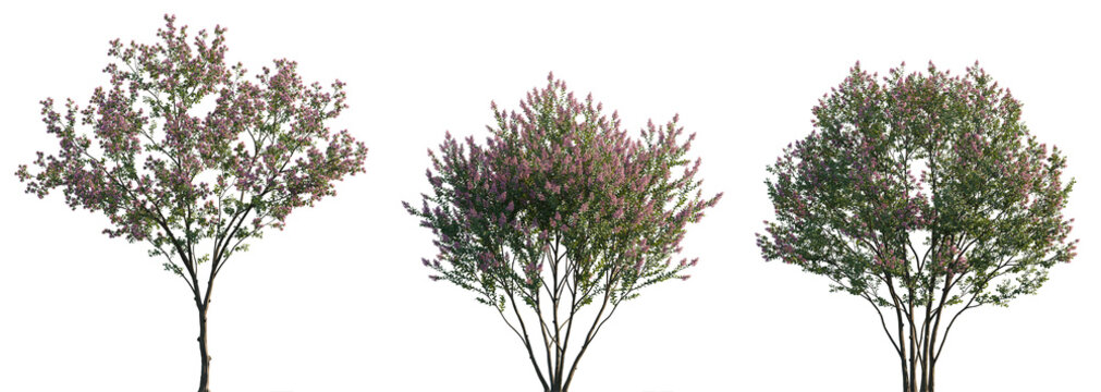 Lagerstroemia micrantha pink blossoming frontal set street summer trees and bush isolated png on a transparent background premium cutout (crape myrtle, crepe myrtle)