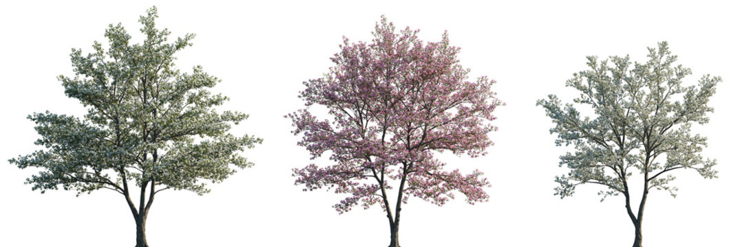 Cornus florida (flowering dogwood) pink blossoming frontal set street summer trees isolated png on a transparent background premium cutout
