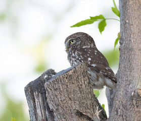 Little owl, Athene noctua. A bird sits in a tree near the stump and looks away