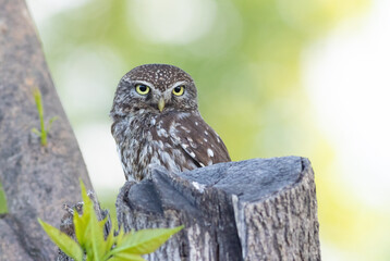 Little owl, Athene noctua. A bird sits in a tree near a cut trunk and looks glumly into the distance