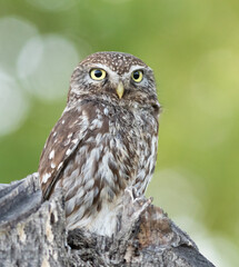 Little owl, Athene noctua. A bird sits in a tree near the cut branches and looks into the distance