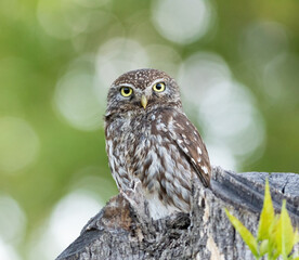 Little owl, Athene noctua. A bird sits in a tree near cut branches and stares into the lens