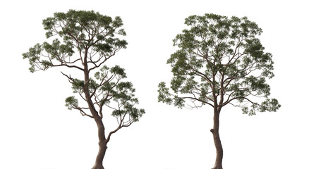 Eucalyptus citriodora tree frontal set trees isolated png in sunny daylight on a transparent background premium cutout (spotted gum, lemon-scented iron gum) © Roman