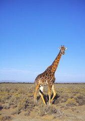 Giraffe, wildlife and blue sky in Africa for nature, landscape or bush with plants, field and environment. Indigenous animal, outdoor and grass in summer tropical location for Serengeti National Park